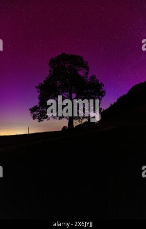 Silhouette eines Lindenbaums vor aurora borealis, Nordlichter aufgrund von Sonnensturm, Challhoechi, Basel-Land, Schweiz Stockfoto