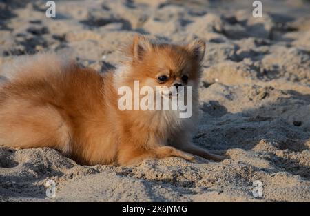 Brauner pommerscher Hund isoliert auf weißem Hintergrund, niedliches Haustier zu Hause. Stockfoto