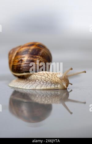 Weinbergschnecke (Helix pomatia) Reflexion, Wasser, Krabbeln, Stuttgart, Baden-Württemberg, Deutschland Stockfoto