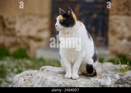 Dreifarbige Katze, die auf einem Stein sitzt und aufmerksam seitwärts schaut, in der Nähe des Großmeisters Palast, Ritterstadt, Rhodos, Dodekanese Stockfoto