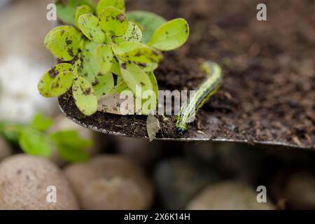 Raupe der Buchsbaummotte (Cydalima perspectalis), Schädling, Garten, Buchsbaum, kleiner Schmetterling, Schmetterling, klare Fütterung, Schwaebisch Hall Stockfoto