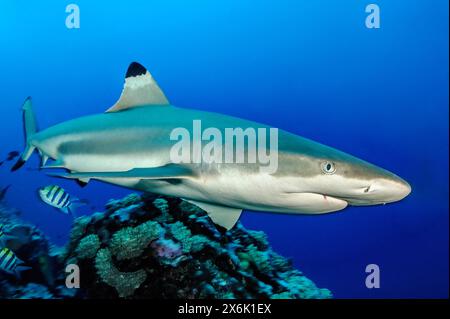 Schwarzspitzenriffhai (Carcharhinus melanopterus) Schwarzspitzenriffhai schwimmen durch Korallenriffe auf der Suche nach Beute, Pazifik, Yap Island, Yap Stockfoto