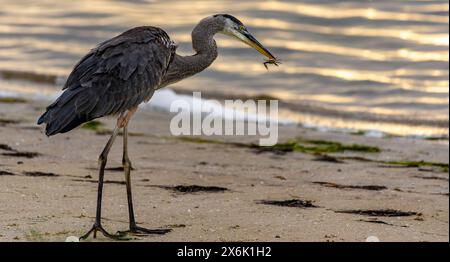 Der Große Blaureiher Füttert Und Jagt Stockfoto