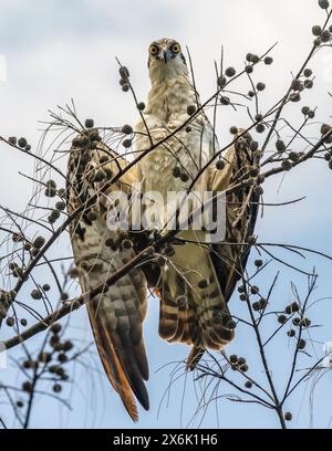 Osprey im Baum Stockfoto