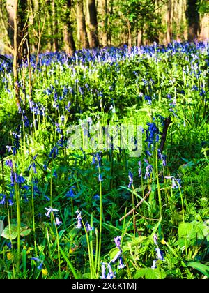 Ein Frühlingswald mit Bluebells und einem Pfad. Stockfoto