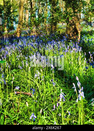 Ein Frühlingswald mit Bluebells und einem Pfad. Stockfoto