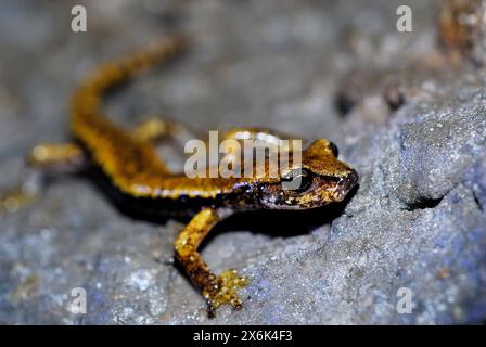 Italienischer Höhlensalamander (Speleomantes italicus) in einem Unterschlupf in den Apuanischen Alpen, Levigliani, Lucca, Toskana, Italien Stockfoto