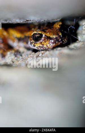 Italienischer Höhlensalamander (Speleomantes italicus) in einem Unterschlupf in den Apuanischen Alpen, Levigliani, Lucca, Toskana, Italien Stockfoto