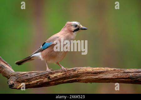 Nahaufnahme eines eurasischen jay Garrulus glandarius in einem Wald auf der Suche nach Insekten, um sie zu ernähren. Stockfoto