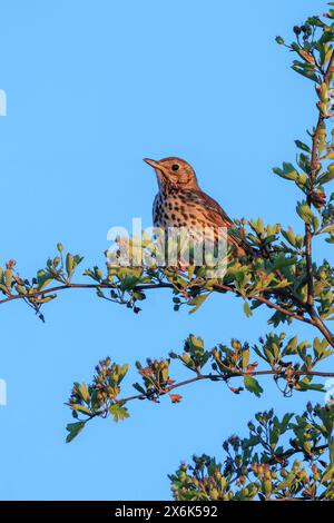 Nahaufnahme eines Singdrossel Turdus philomelos-Vogels, der in einem Baum während der warmen Frühlingszeit bei Sonnenuntergang singt. Stockfoto