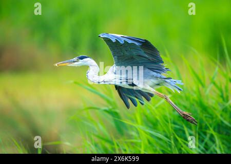 Nahaufnahme eines Graureiher, Ardea cinerea, Angeln auf einem See Stockfoto