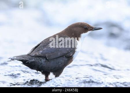 Nahaufnahme eines nördlichen Weisskehlenlappens, Cinclus cinclus cinclus, auf der Suche nach Wasser Stockfoto