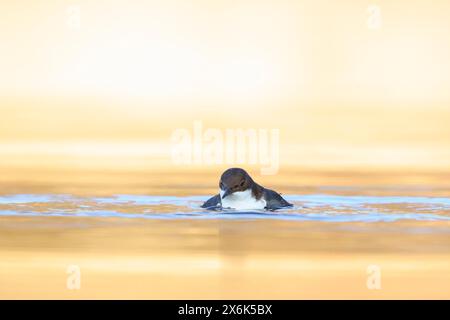 Nahaufnahme eines nördlichen Weisskehlenlappens, Cinclus cinclus cinclus, auf der Suche nach Wasser Stockfoto