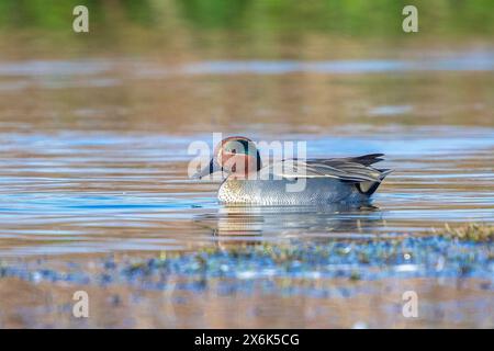 Ein männlicher eurasischer Petrol, anas crecca, eine Ente, die in Richtung der Kamera schwimmt. Stockfoto