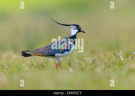 Nördlicher Sturz, Vanellus vanellus, Futtersuche auf einer Wiese in hellem Sonnenlicht. Stockfoto