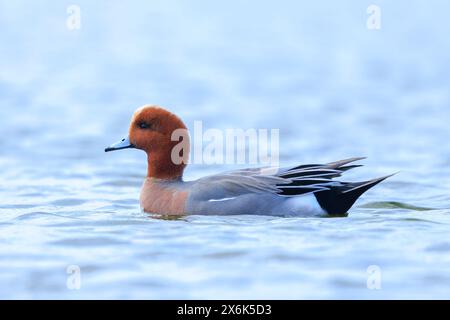 Eine männliche eurasische Zauberin Mareca penelope schwimmt auf dem Wasser Stockfoto