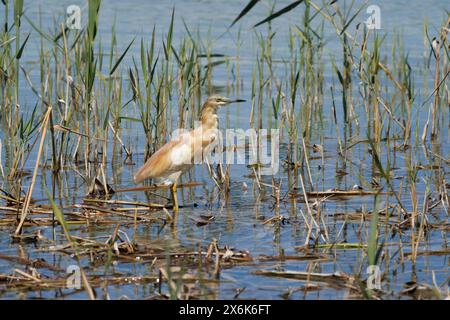 Krabbenreiher, Ardeola ralloides, zwischen Schilf in der Lagune des Naturparks El Hondo, Spanien Stockfoto