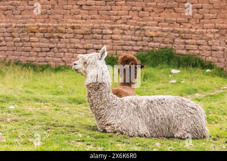 Weiße Alpakas und Kaffee schlafen in den Anden mit grünem Yerba mit natürlichem Licht auf den Höhen von Peru und Bolivien in Lateinamerika Stockfoto