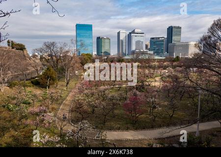 Der Pflaumenhain in der Blüte des Schlosses Osaka, Japan Stockfoto