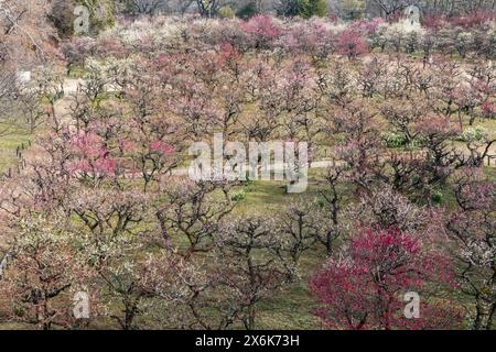 Der Pflaumenhain in der Blüte des Schlosses Osaka, Japan Stockfoto