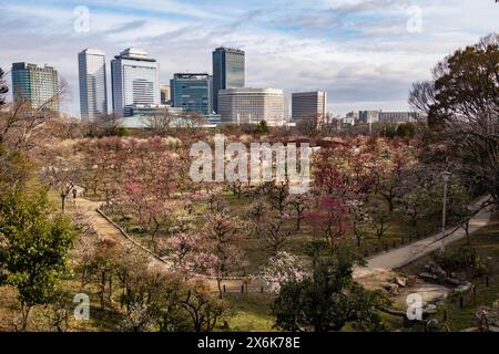 Der Pflaumenhain in der Blüte des Schlosses Osaka, Japan Stockfoto