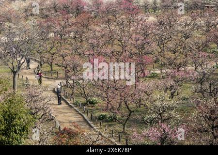 Der Pflaumenhain in der Blüte des Schlosses Osaka, Japan Stockfoto