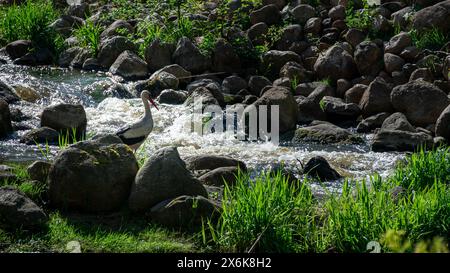 Ein Vogel steht in einem von Felsen umgebenen Wasserstrom Stockfoto