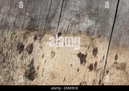 Alte graue Schmirgelsperrholzplatte, Hintergrund-Foto-Textur Stockfoto