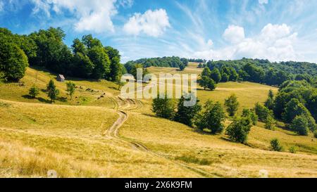 landscape with lush beech trees near the dirt road uphill. beautiful summer scenery in august. meadow on the hill in weathered grass. primeval forest Stockfoto