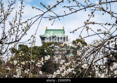 Der Pflaumenhain in der Blüte des Schlosses Osaka, Japan Stockfoto