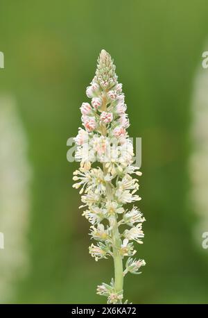 White Mignonette - Reseda alba Stockfoto