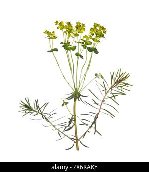 Cypress Spurge - Euphorbia cyparissias Stockfoto