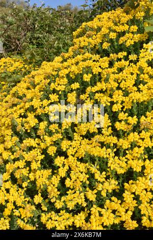 Spanische Gorse - Genista hispanica Stockfoto