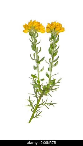 Spanische Gorse - Genista hispanica Stockfoto