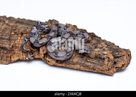 Seltene anerythristische Boa Constrictors: Faszinierende Schönheit in Dark Morph Stockfoto