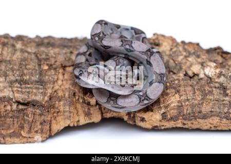 Anerythristic Carbon Boa Constrictor, getarnt auf Baumrinde Stockfoto