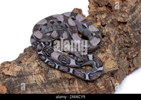 Seltene anerythristische Boa Constrictors: Faszinierende Schönheit in Dark Morph Stockfoto