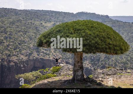 Aus der Vogelperspektive der Socotra-Drachen&#39;s Blutbäume (Dracaena cinnabari) auf dem Diksam Plateau mit Wadi Dirhur Canyon dahinter, Gallaba, Socotra Island, Jemen, Stockfoto