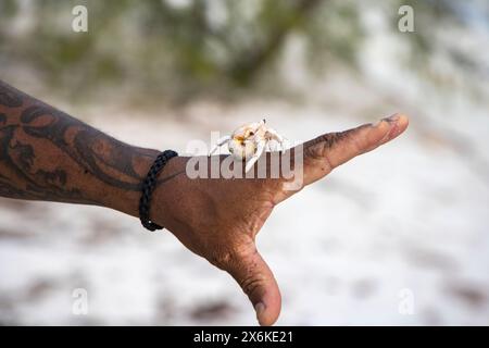 Detaillierte Aufnahme einer Krabbe, die entlang einer ausgestreckten Hand geht, Aldabra Atoll, äußere Seychellen, Seychellen, Indischer Ozean Stockfoto