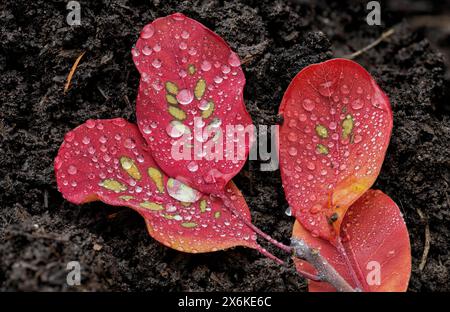 Blätter mit Regentropfen, Zug, Schweiz Stockfoto