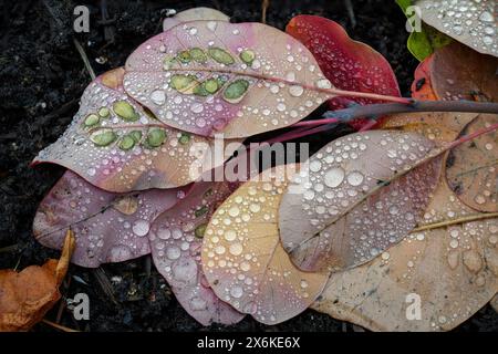 Blätter mit Regentropfen, Zug, Schweiz Stockfoto