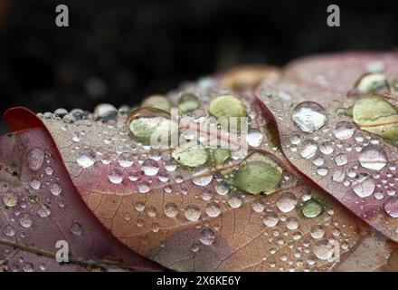 Blätter mit Regentropfen, Zug, Schweiz Stockfoto