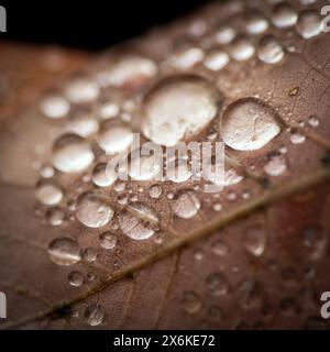 Blätter mit Regentropfen, Zug, Schweiz Stockfoto