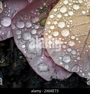 Blätter mit Regentropfen, Zug, Schweiz Stockfoto