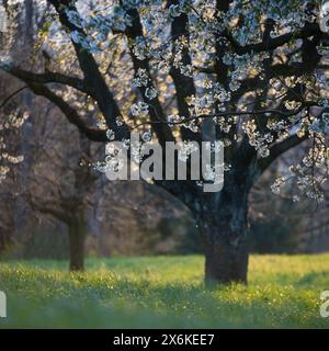 Kirschbäume in Blüte, Zug, Schweiz Stockfoto