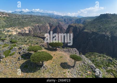 Aus der Vogelperspektive der Socotra-Drachen&#39;s Blutbäume (Dracaena cinnabari) auf dem Diksam Plateau mit Wadi Dirhur Canyon dahinter, Gallaba, Socotra Island, Jemen, Stockfoto