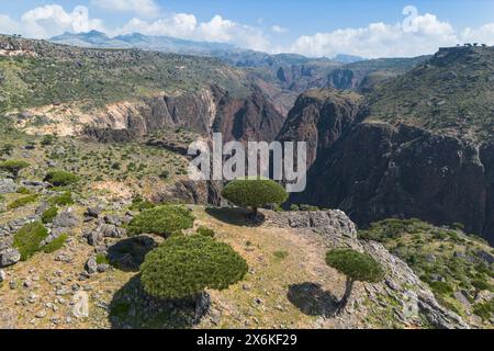 Aus der Vogelperspektive der Socotra-Drachen&#39;s Blutbäume (Dracaena cinnabari) auf dem Diksam Plateau mit Wadi Dirhur Canyon dahinter, Gallaba, Socotra Island, Jemen, Stockfoto