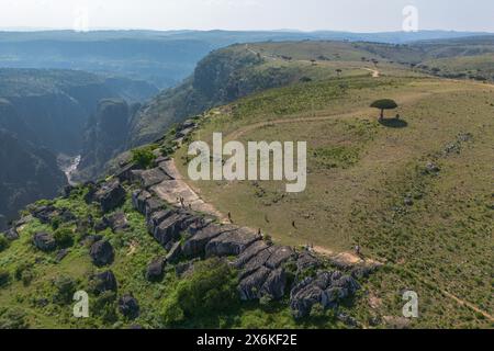 Aus der Vogelperspektive der Socotra-Drachen&#39;s Blutbäume (Dracaena cinnabari) auf dem Diksam Plateau mit Wadi Dirhur Canyon dahinter, Gallaba, Socotra Island, Jemen, Stockfoto