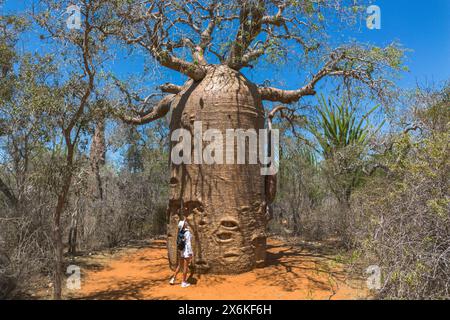 Aus der Vogelperspektive einer Frau, die den riesigen Fony Baobab-Baum (Adansonia rubrostipa) im Naturschutzgebiet Reniala, Toliary II, Atsimo-Andrefana, Madagaskar, bewundert. Stockfoto