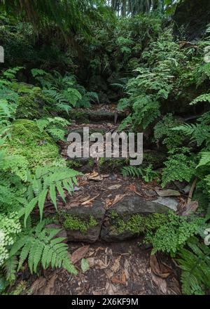 Im Antonio Borges Botanical Garden in Ponta Delgada, Sao Miguel, Azoren. Stockfoto